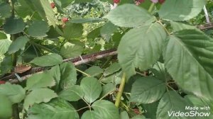 Ежевика. Сбор ежевики. Подготовка к заморозке.