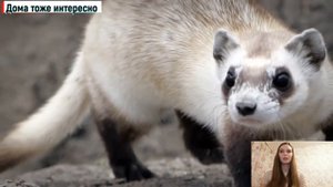 Хорек лесной