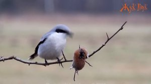 5 САМЫХ ЖЕСТОКИХ УБИЙЦ среди ПТИЦ