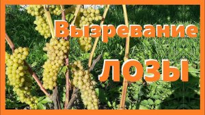 Борьба за вызревание лозы винограда на севере
