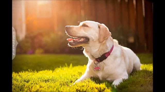 луч солнца золотого // укулеле смотреть онлайн