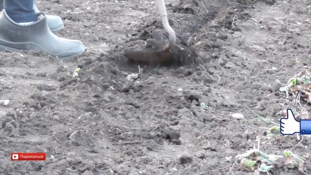 Сеем семена Лука чернушки. Посев семян Лука на зелень