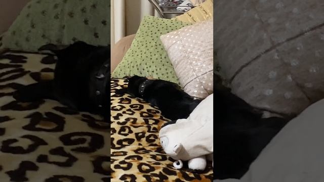 ТОЙТЕРЬЕР СКУЛИТ ВО СНЕ / TERRIER whines in its sleep