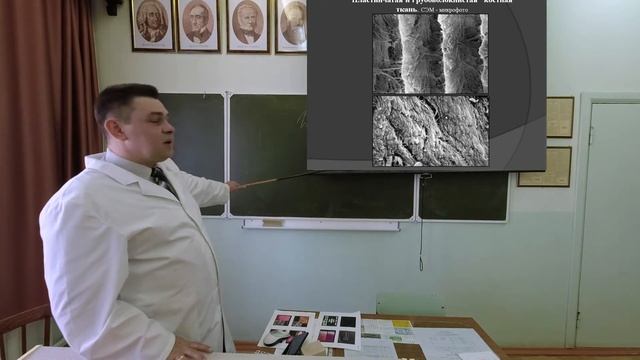 Скелетные соединительные ткани: хрящевая и костная ткань. Остеогистогенез. смотреть онлайн