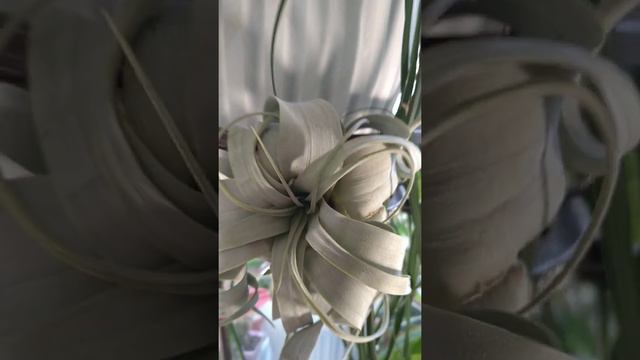 Тилландсии уход смотреть онлайн