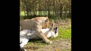 ЛЕВ против АЛАБАЯ