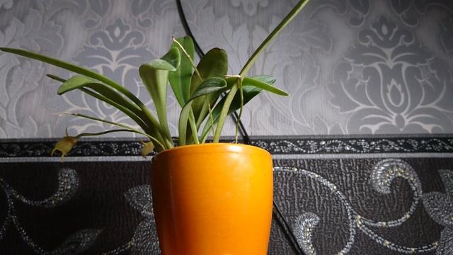 Моя масдеваллия реанимашка masdevallia floribunda.mp4
