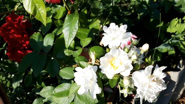 РОЗА Хеди Гримм. ПИТОМНИК ОВЧАРОВА С. ПЕРВОЕ ЦВЕТЕНИЕ #сад  #мускуснаяроза #розы #питомникОвчарова