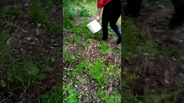 Подосиновики в мае!!! 19.05.2021.Старобельск,Новоайдар.?? смотреть онлайн