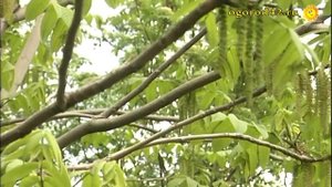 Совсем не маленький, маньчжурский орех
