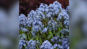 24 Blue Flowering Plants! ?