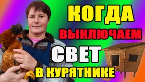 Когда выключать свет у кур в курятнике.