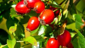 Всего одно средство и Печень как новая! Лечим печень без лекарств