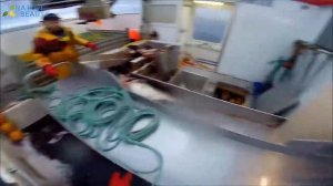 Удивительная автоматическая линия. Ловля и обработка рыбы прямо на корабле. Большой улов в море