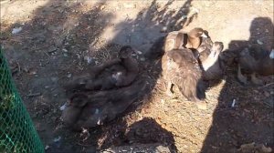 канибализм у уток часть первая