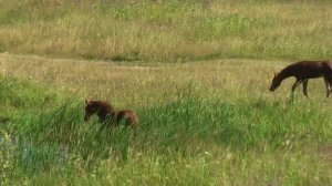 Красный конь