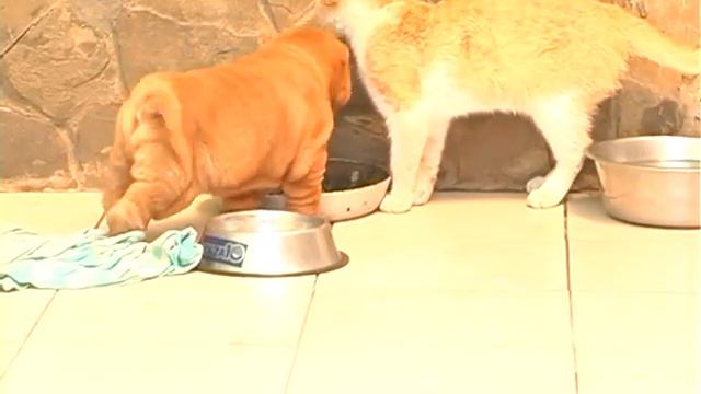 Шарпеи 4 смотреть онлайн