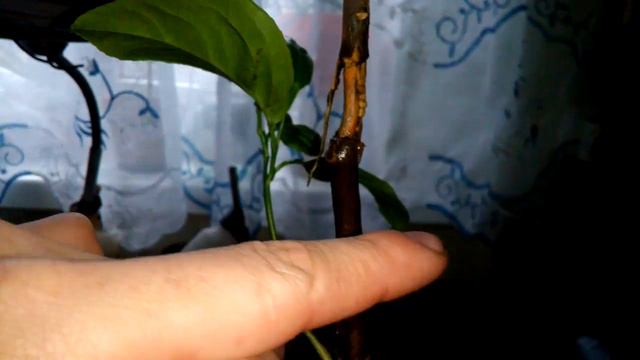 Лимон корневин воздушная отводка 2 часть смотреть онлайн