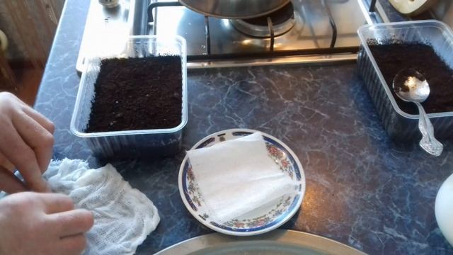 Выращивание Белой акации из семян."Первые ростки" смотреть онлайн