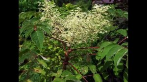 Аралия маньчжурская или высокая,  дальневосточное растение, напоминающее по виду пальму