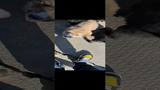 Чуть не съели 