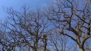 Дубовая Аллея в Лесном Калининградской области.  Балтика Лесное