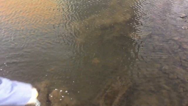 Неожиданный улов на поисковый магнит!!!! На Пахре.#magnetfishing#магнитнаярыбалка.