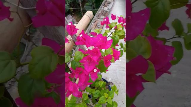 Pink Bougainvillea flowers