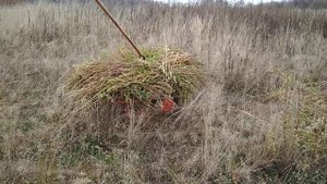 Размножим дербенник.
