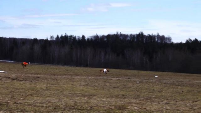 GAKERU ABUBAKAR (к) и АРИЕС ХАН РЕГУЛУС РЭДКЛИФФ (б) 4К ЧРКФ по курсингу. 16-17 апреля 2022. смотреть онлайн