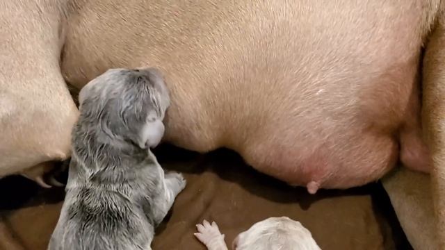 My Dog Weimaraner Luna Gives Birth to 10 Beautiful Puppies! смотреть онлайн