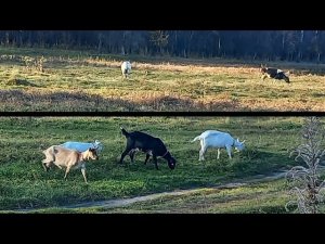 Сделали загон для коз!