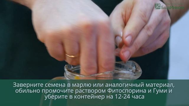Суперэффективный способ выращивания высокоурожайной рассады