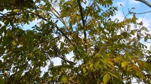 маньчжурский орех