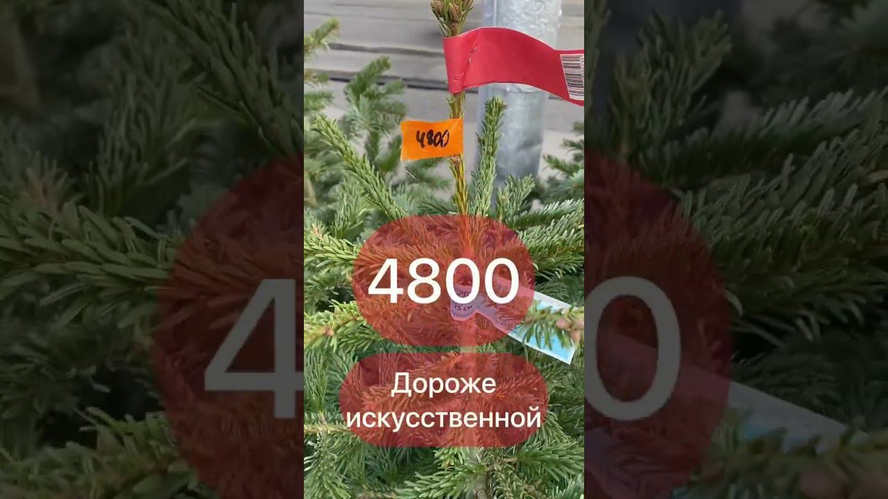 Сколько стоят Ёлки в Краснодаре?Прошлись по елочному базару, цены ошеломляют)))#краснодар #елка