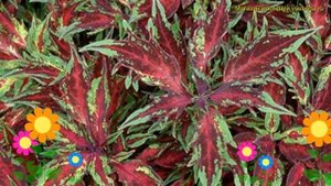 Колеус обыкновенный флейм Срова Чили Пеппер. Краткий обзор, описание coleus Chili Pepper