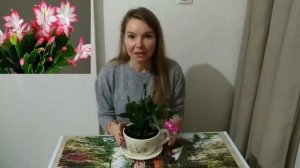 ЦВЕТЕНИЕ ДЕКАБРИСТА  (ШЛЮМБЕРГЕРА). Уход.