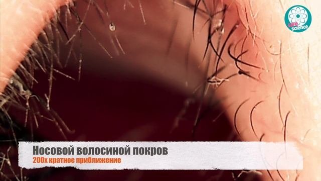 10 вещей под 200х кратным увеличением Часть 2