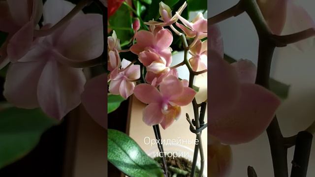 phal.Scention #орхидеи #orchids #scention