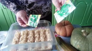 ПОСЕВ семян ОГУРЦОВ?в горячие ОПИЛКИ?Супер быстрое ПРОРАСТАНИЕ ?