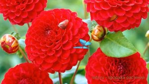 Георгина помпонная Несцио (dahlia nescio) ? Несцио обзор: как сажать, луковицы георгины Несцио