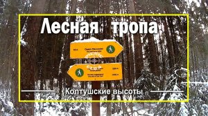 Экомаршрут "Лесная тропа" на Колтушских высотах. Ленинградская область.