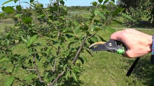 Летняя обрезка МОЛОДОГО САЖЕНЦА: Удивительные секреты формирования кроны