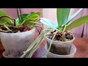 Семь лет в одном горшке. Пересадка старой орхидеи! aKMZs6nwmYg