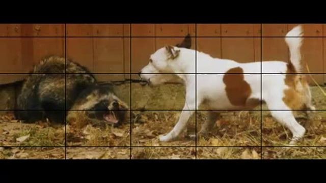 Джек рассел на охоте. Джек-рассел-терьер на охоте. Джек рассел охотничья собака. Джек рассел охотничья. Порода джек рассел охота.