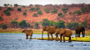 Оркестр Поля Мориа "Аlonette" / Жаворонок и животный мир Африки