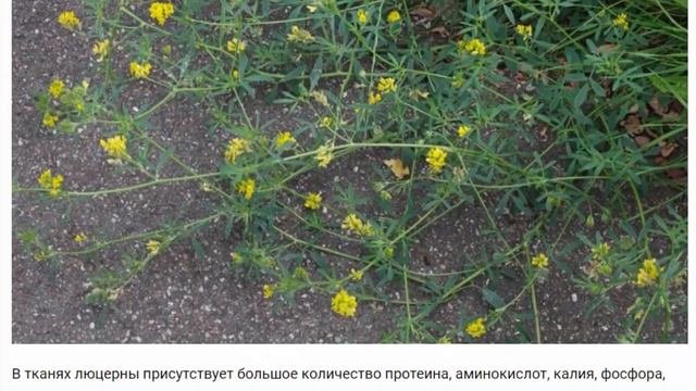 Люцерна.  Полезные и красивые растения для дома и сада.