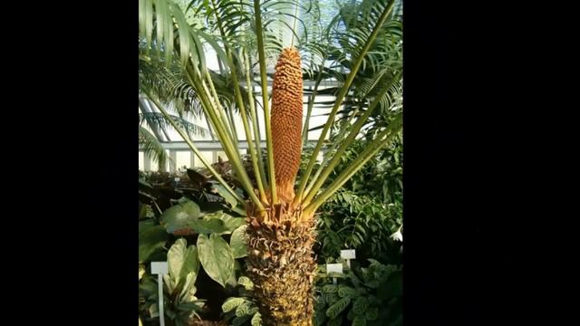 Пальмовые Арековые14 Декоративные растения