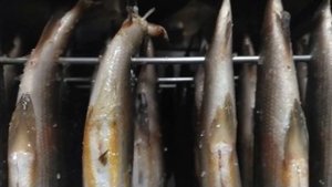 ХАРИУС холодного копчения в электростатической коптильне уэк