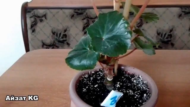 Бегония элатиор. Как спасти если бегонию,если она начинает чернеть?... смотреть онлайн